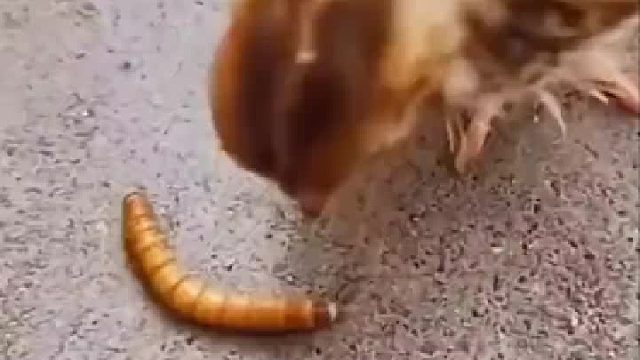 我要不要帮帮它