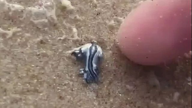 国外小伙帮助搁浅的神秘生物重回家园，好心救助可结局却让人哭笑不得