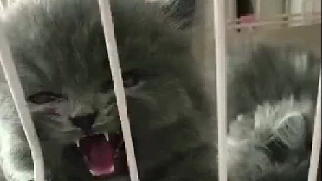 这小暴脾气，怕怕…