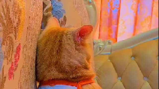 这小朋友的心事似乎有点重啊