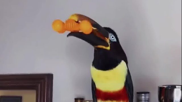 小姐姐在马戏团解救了一只小鸟，回到家就给展示各种看家本领