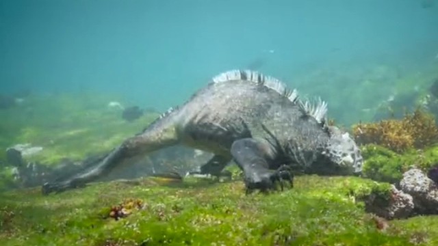 海鬣蜥栖息在海边岩石上，饿了到海底觅食，喜欢吃海藻及水生植物