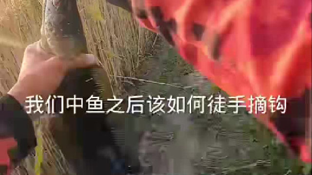 鱼的下颚非常锋利，如果这个时候鱼挣扎，那你的手就惨了