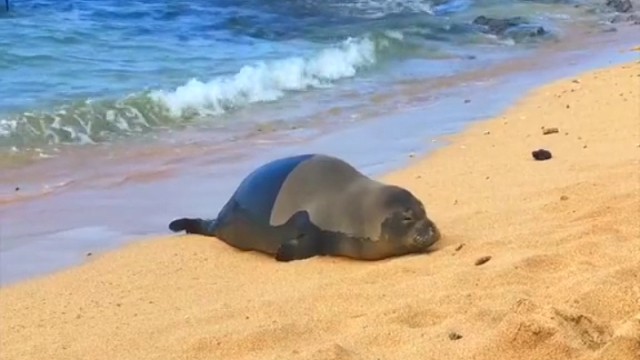 海豹爬上海滩放屁。