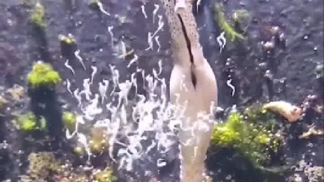 原来海马是这样生孩子的，而且还是雄性海马