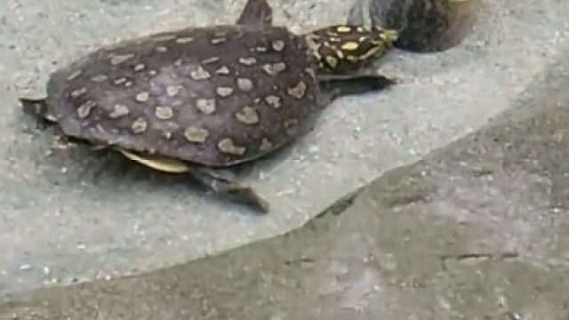 小乌龟看到老祖宗现身了