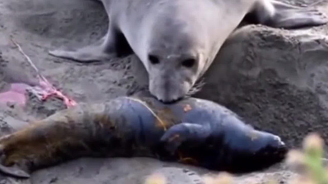 海豹妈妈以为刚生下来的孩子死了，结果小海豹动了起来，海豹妈妈激动的……