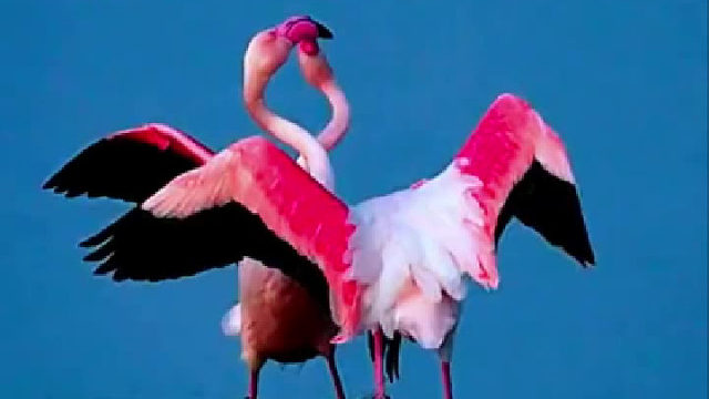 火烈鸟水上舞蹈，像是排练过的一样