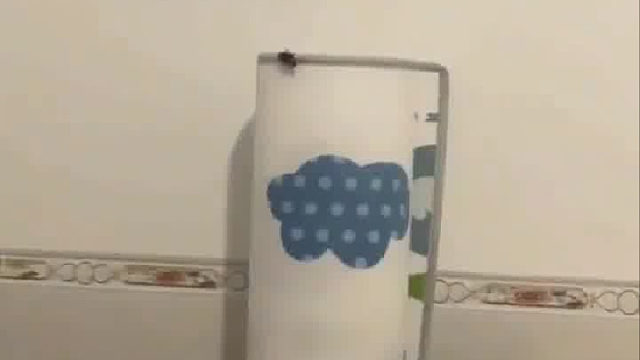 南方的蟑螂还会飞哦