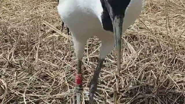 仙鹤：你这有点不够吃啊