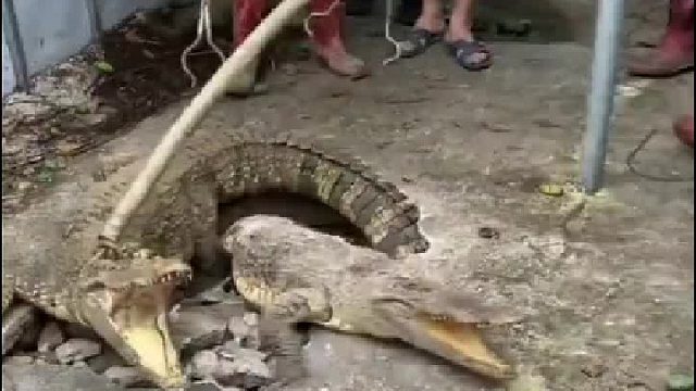 胆真肥，它咬上了可不是闹着玩的