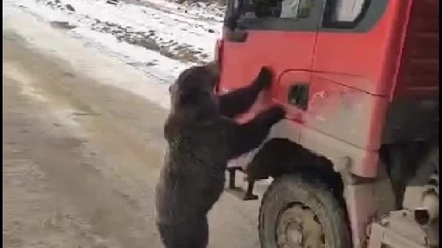 动物都明白 有口吃的就知足