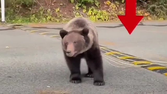 来个熊帮忙踩一脚啊！！！