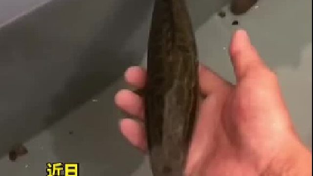 男子手喂黑鱼一整年，“非常听话，一喊就回来”。黑鱼：卧薪尝胆一整年，三千越甲可吞吴。