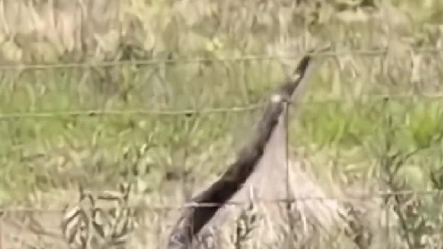 蛇爬电网，被电到怀疑蛇生