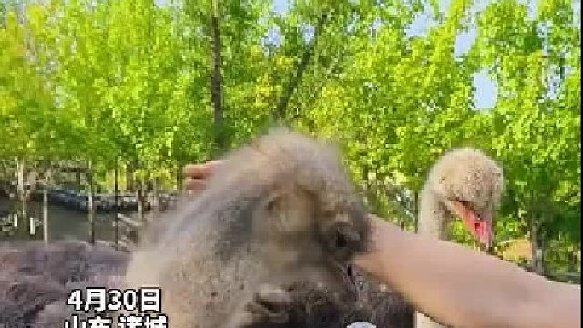兽医夫妻游玩动物园，发现鸵鸟误食塑料袋，上前帮忙拽出……请不要乱丢垃圾~