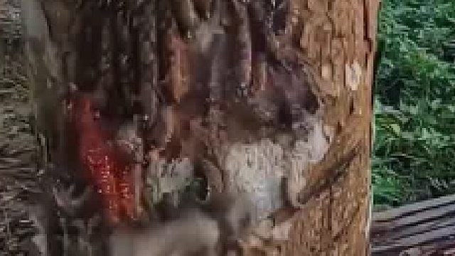 树：听我说谢谢你