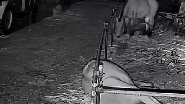 睡个觉把家丢了[允悲]从此成野马了