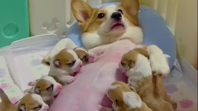 一胎十个给谁不崩溃啊