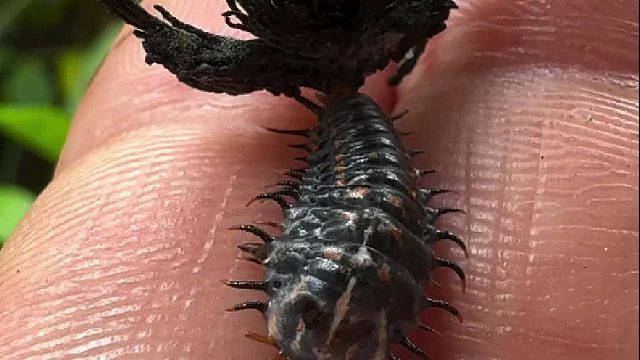 一种 Tortoise beetle larvae 龟甲虫幼虫，龟甲上那东西是它用自己的粪便逐渐构造起来的，用来防范捕猎者。