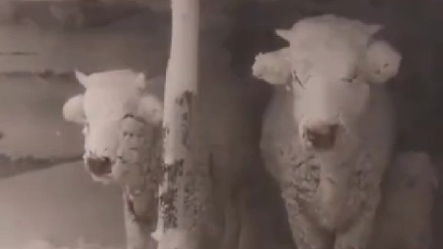 这些牛羊是个奇迹般的存，其实它们也很冷，只是它们不会说出来