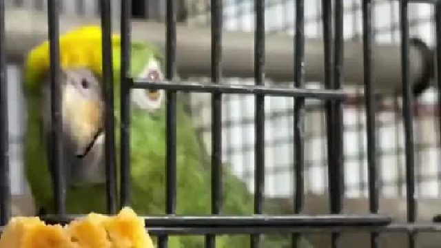 这鸚鵡笑死了⋯