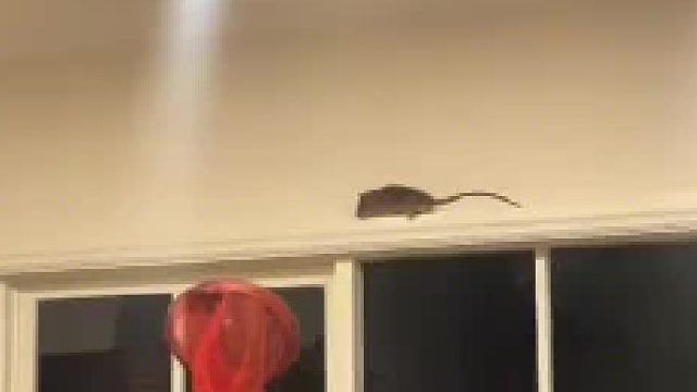 知道抓不到会跳出来 但还是被吓了一跳