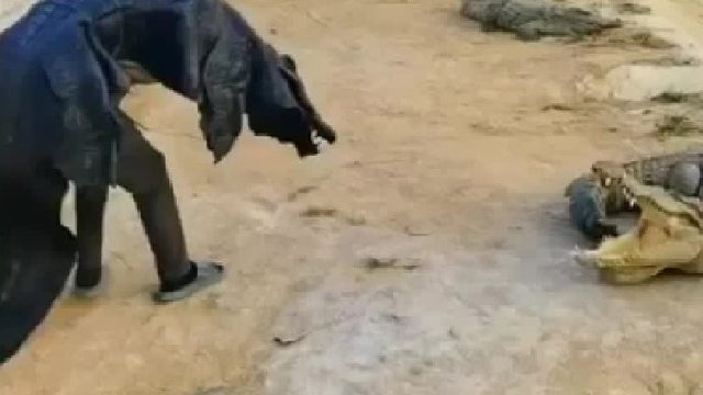 鳄鱼被吓得有心理阴影了