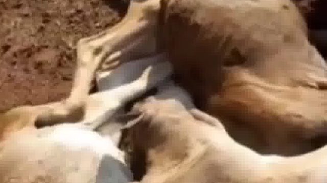 一群牛被毒蛇毒死