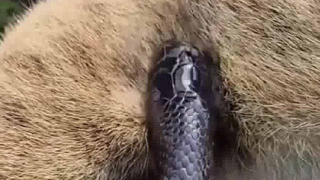 这也吞不下去啊