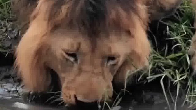 刚吃完肉的狮子，浑身苍蝇