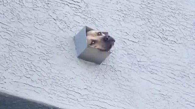 狗子看到烧烤没叫它，急坏了