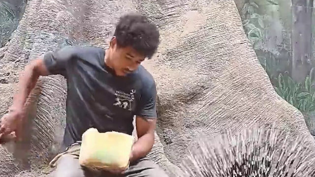 徒手投喂两只大豪猪，真的要很信任彼此才能做到。。。