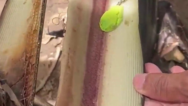 一只睡得正香的红眼树蛙，被人戳醒了。。。 这是直接变化形态了吧！？