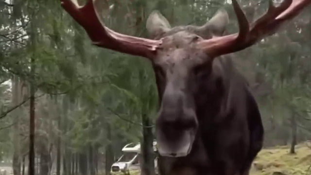 原来庞大的驼鹿也有这么温顺的一面，还走过来让人摸摸大鼻子。。。