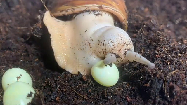 原来蜗牛是这么下蛋的，奇怪的知识又增加了。。。