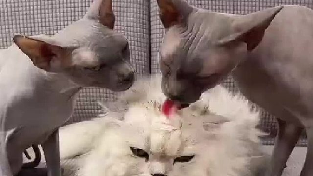 小猫咪也太可爱了吧