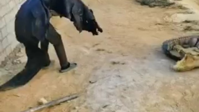 靠兄弟，你一个鳄鱼不趴着，偏要站起来，吓死鳄了