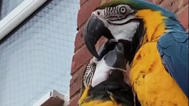 网友亲眼看到自家的鹦鹉暧昧