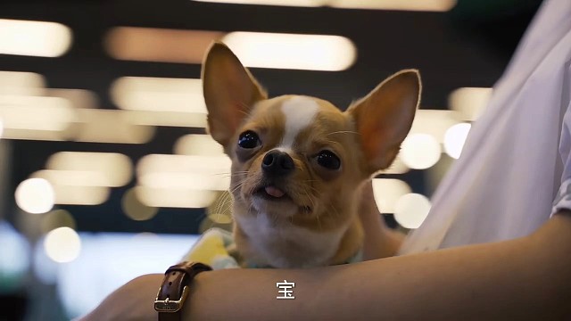 温柔的舔狗的日常