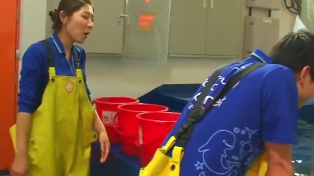 韩国水族馆的白鲸喜欢帅哥欧巴，最爱做的事情，就是和帅哥玩亲亲