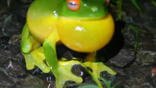 红眼树蛙属于雨蛙科，主要栖息在热带雨林的树上。