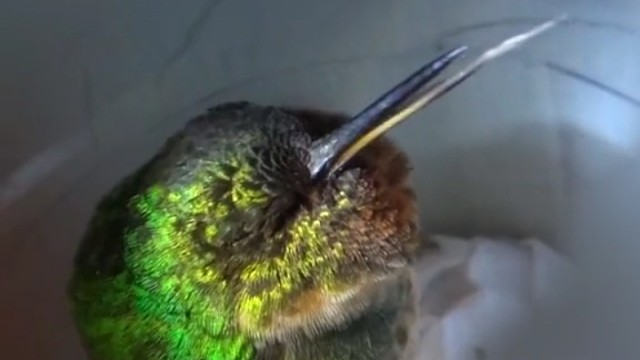 辉喉领蜂鸟睡觉打呼噜。