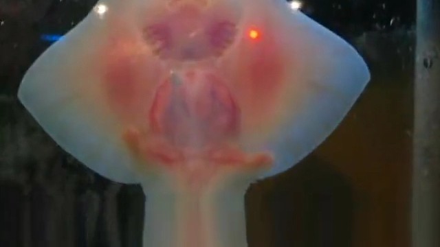 黄貂鱼的招牌动作，翅膀般的胸鳍，像波浪摆动，带有毒刺。