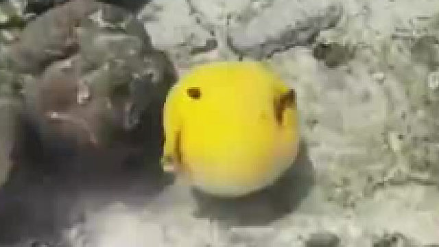 这皮肤在河豚界算得上是传说皮了吧！！！