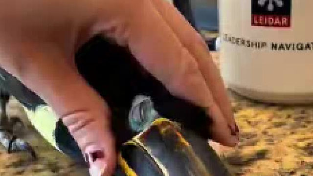 没想到巨嘴鸟撒娇这么可爱