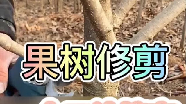 果树修剪，一个口诀搞定