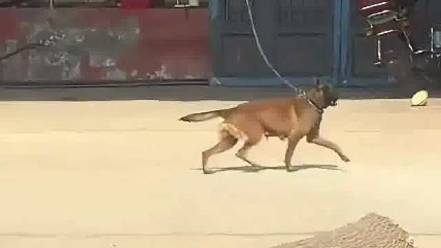 网友偶遇住户用晾衣绳拴狗，网友：相对自由，绝对限制