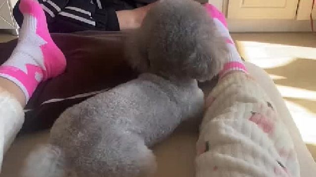 把狗仗人势表演的淋漓尽致