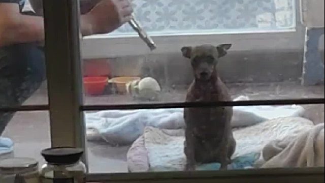 狗狗：如坐针毡